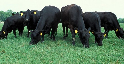 Cattle Breeds for Beef Breeds and Dairy Breeds and know how to ... Cattle Breeds for Beef Breeds and Dairy Breeds and know how to ...