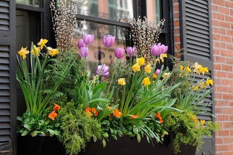 planting window boxes