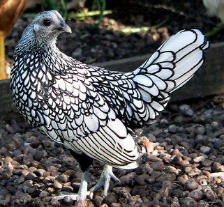 Black Bantam Chicken Breeds