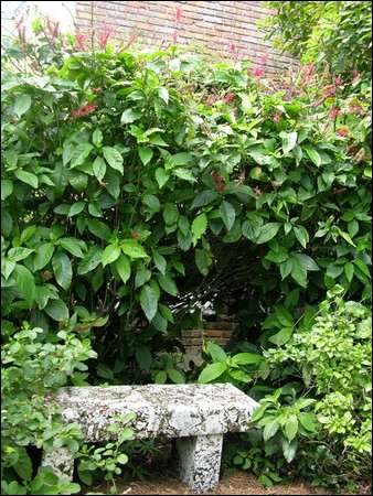 A stone bench in a cottage garden