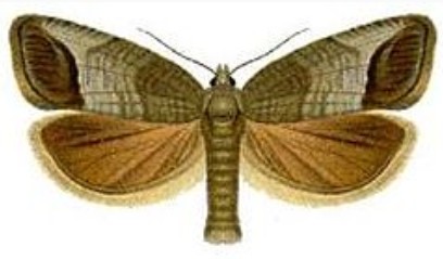 a codling moth