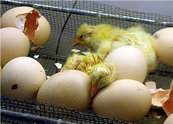 Laying Chickens, Hatching Eggs, Sexing and Raising Chickens 