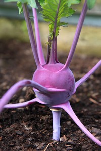kohl rabi