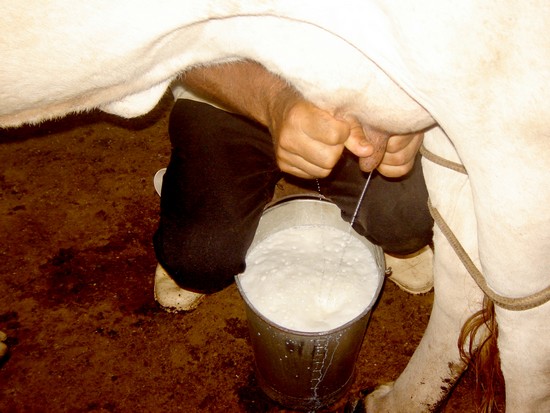 milking-a-cow-by-hand.jpg