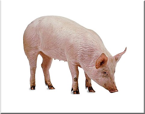 Everything you Need to Know about Pet Pigs and Keeping Pigs as Pets Everything you Need to Know about Pet Pigs and Keeping Pigs as Pets