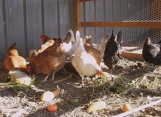 What should you feed hens?