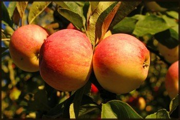 Cider Making Apples