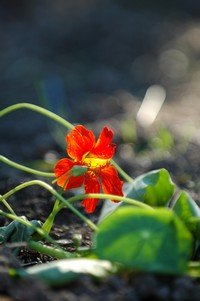 nasturtiums for companion planting