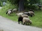 Farm animals - sheep grazing on grass beside a country road.