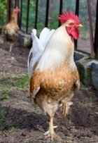 Raising chickens naturally by allowing free range.