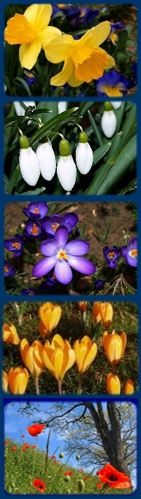 English Country Flowers in Spring