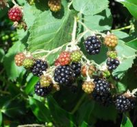 blackberries10