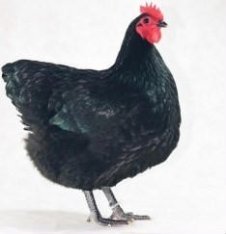 Australorp Chicken