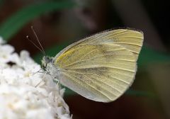 Cabbage White Butterfly