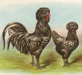 Houdan Chickens