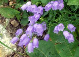 Canterbury Bells