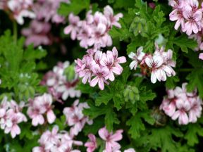 scented geraniums