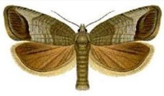 a codling moth