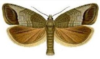 a codling moth