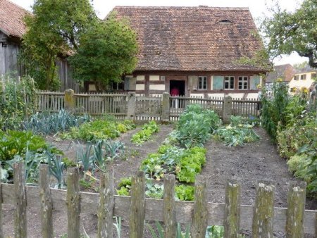 Growing vegetables to be self sufficient.