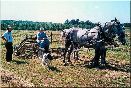 An Amish husband and wife plowing with 2 horses