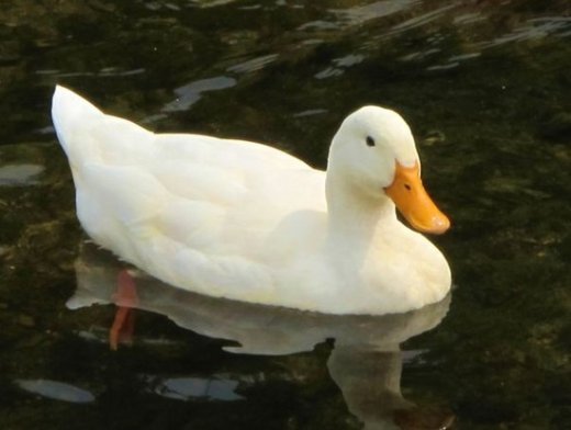 a solitary Pekin duck floating on a pond