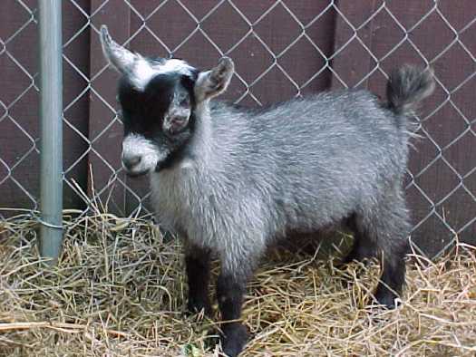 keeping goats