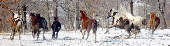 keeping horses