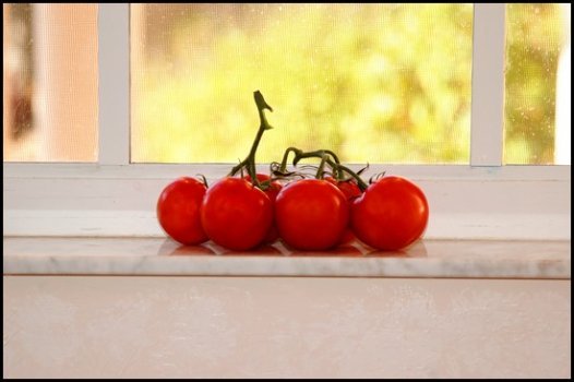 Tomatoes ripening on a window sill