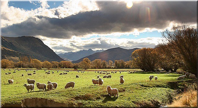 New Zealand Farm Holidays