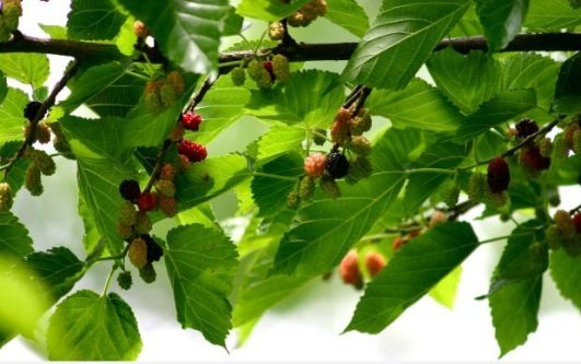 growing mulberries with well-formed berries