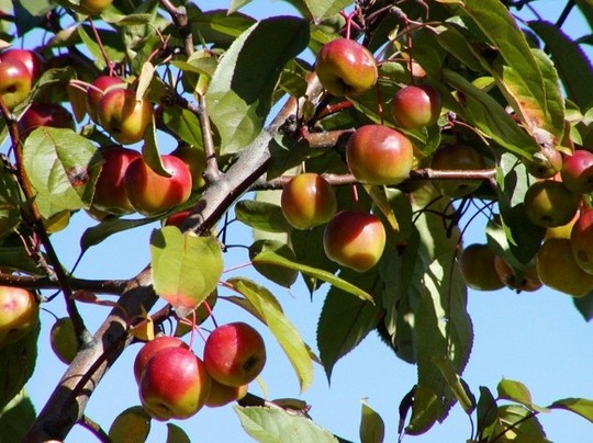 dwarf apple tree