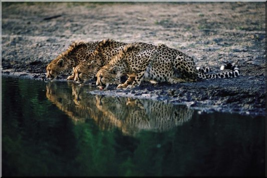 drinking cheetahs at a South African waterhole
