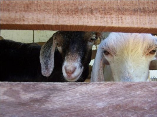 fencing goats
