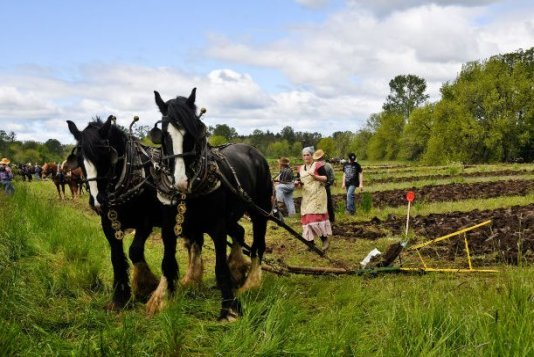 organic farmers using 2 horses to plow the field