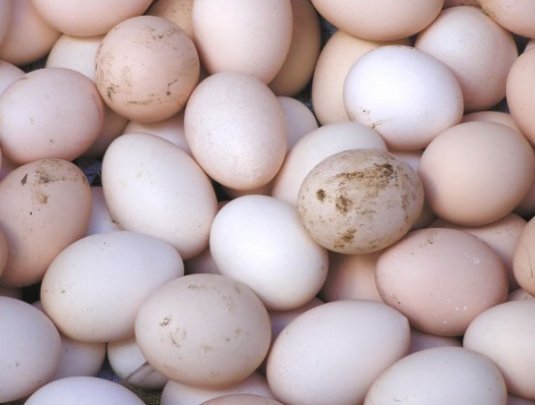 unclean freshly-laid chicken eggs