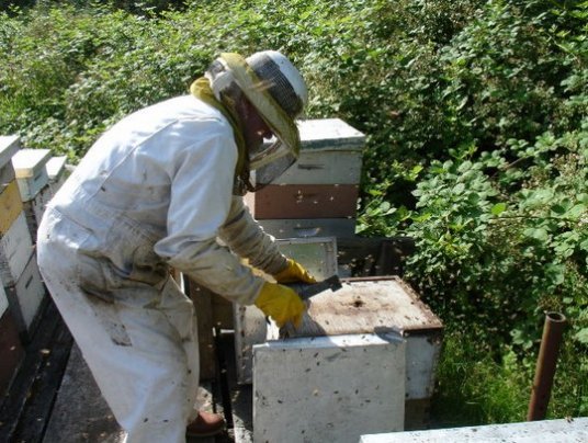 a bee keeper using a hive tool to open the bee hives