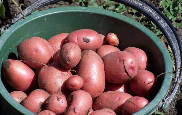 growing potatoes