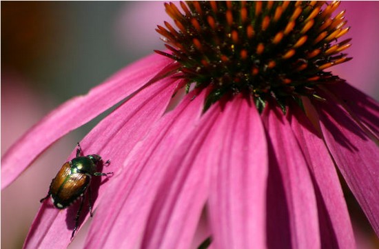 Japanese Beetle2