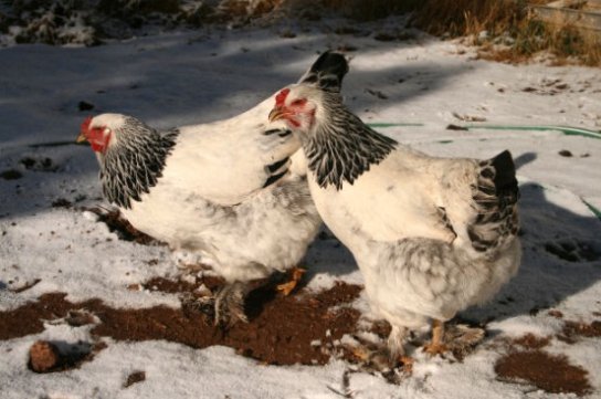 backyard chickens in the snow