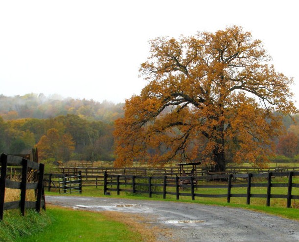 buying homestead land