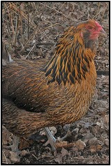 Araucana Chicken