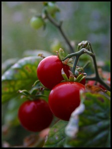 Cherry Tomatoes