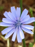 a chicory flower