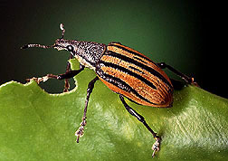 Citrus Root Weevil