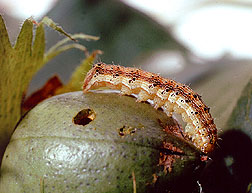 Corn Earworm