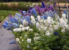 Delphiniums