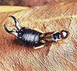 earwig public domain