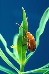 Flea Beetle