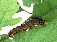 Gypsy Moth Caterpillar